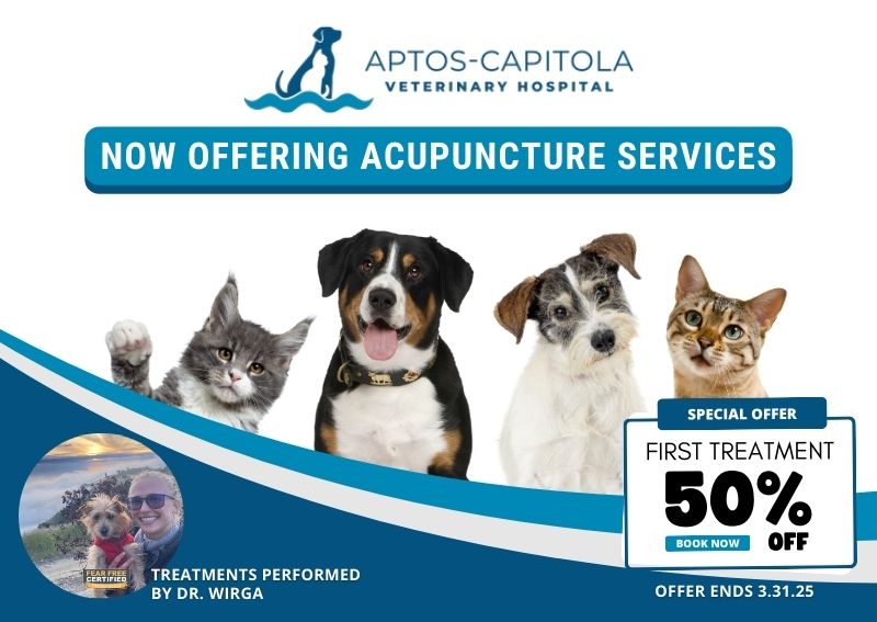 Carousel Slide 3: Learn more about Pet Acupuncture >